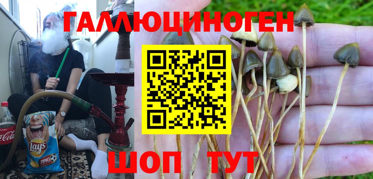 Псилоцибиновые грибы Psilocybe Астрахань